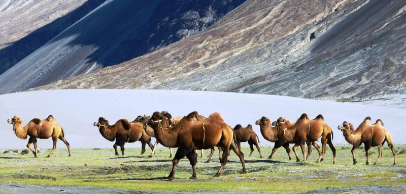 Visit India Voacation