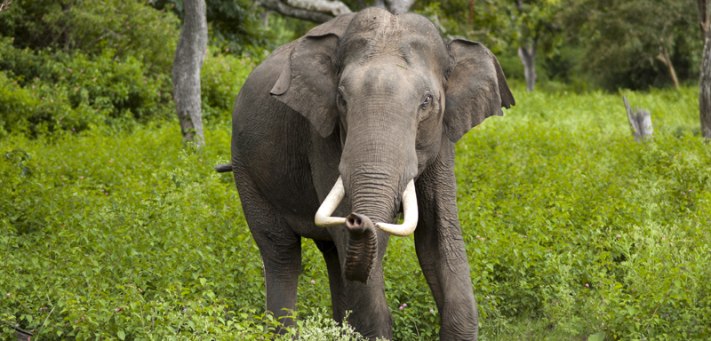 Visit India Voacation